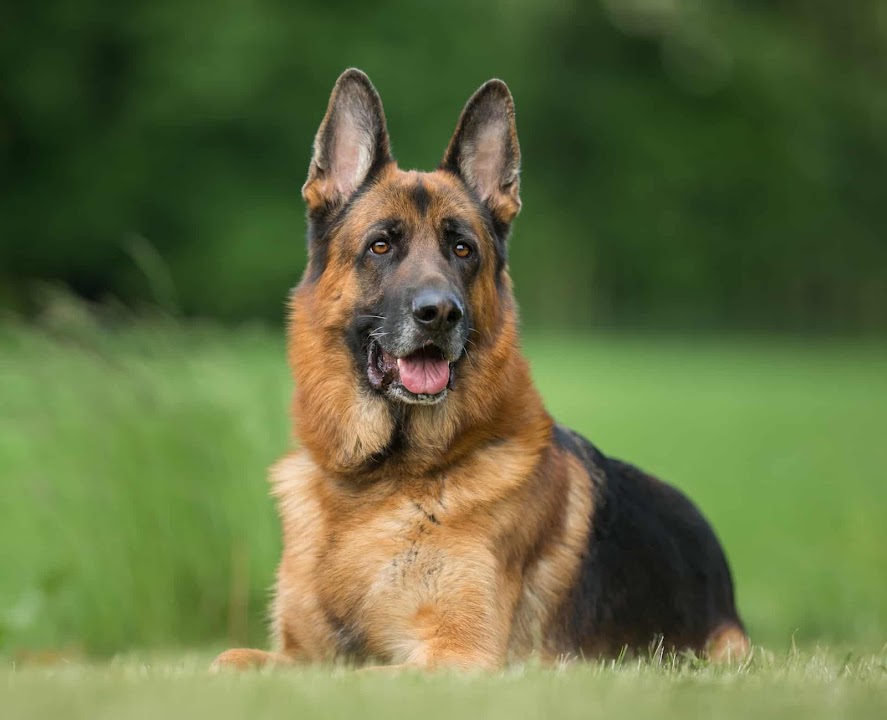 Dog Sale in Delhi