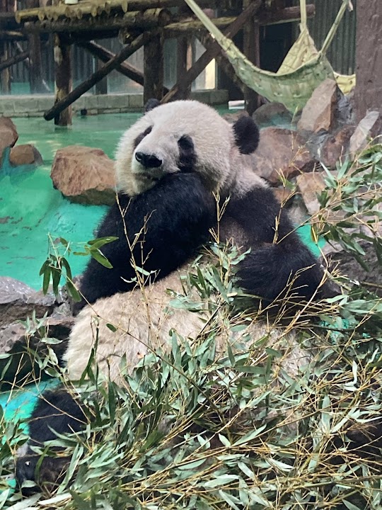 Shanghai Zoo Entering Type Birds Paradise
