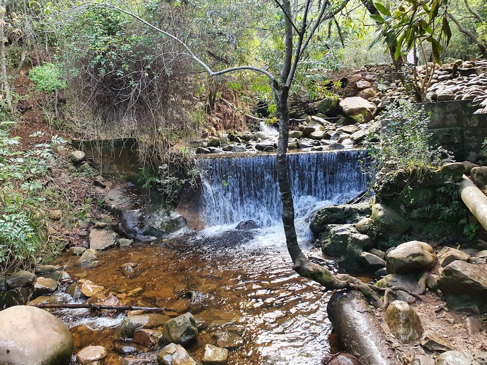 Newlands Forest