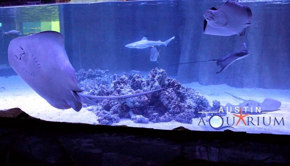 Austin Aquarium