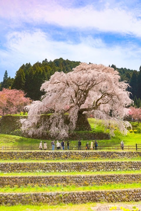 Matabei Zakura (Historical cherry tree)