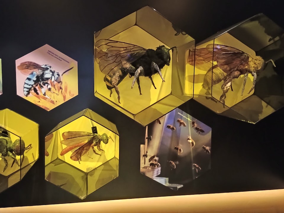 Planeta Inseto — São Paulo experience