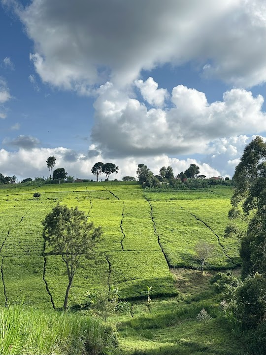 TeaCrest Farmstead | Hiking Aberdare Forest, Airbnb, Teafarm and Gardens In Gatundu .