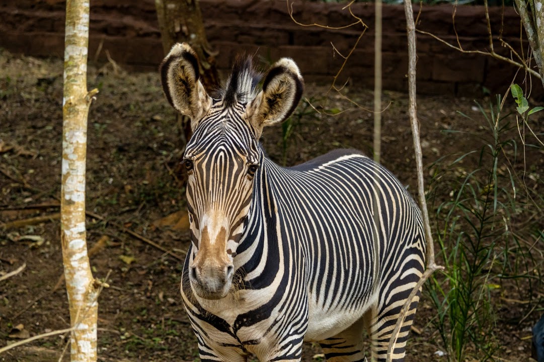 Simba Safari SP