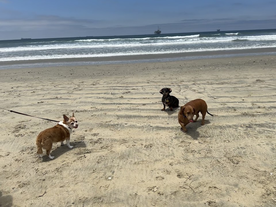 Dog Beach | Huntington Beach