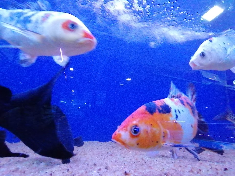 Angel Aquarium (Pvt) Ltd