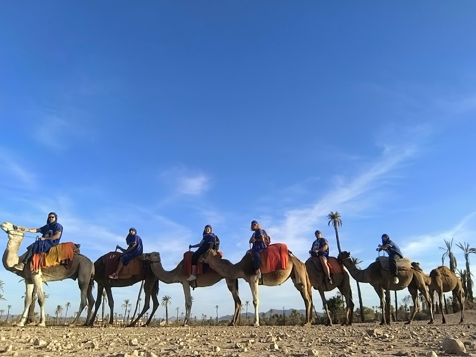Palmeraie Marrakech chameau