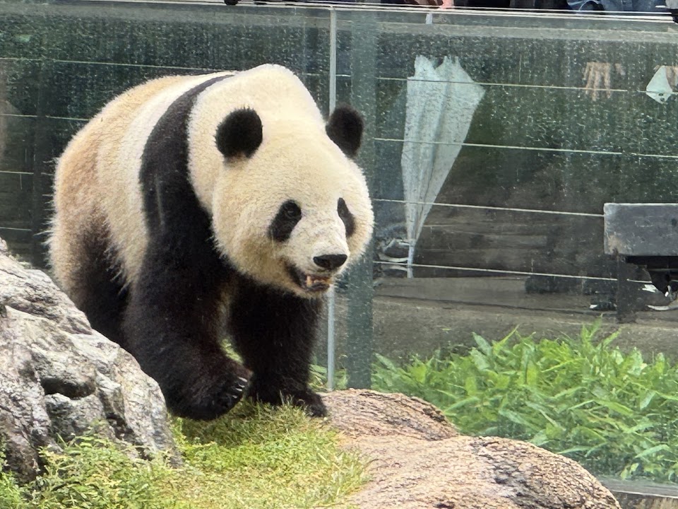 Ueno Zoo — Tokyo experience