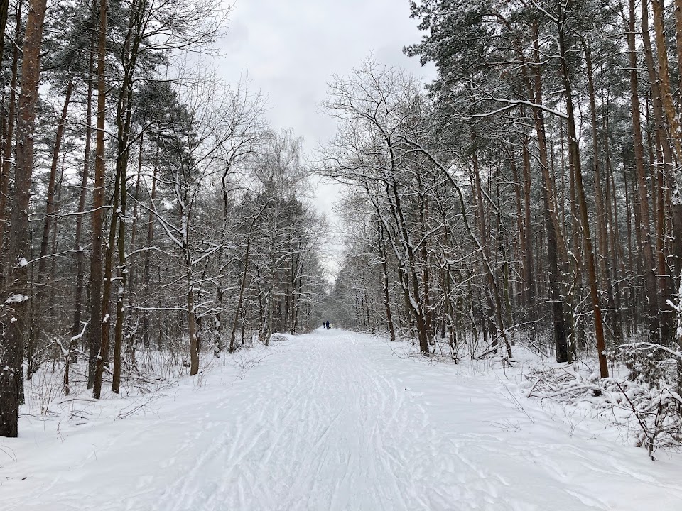 Las Młociński