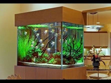 Ak Success Aquarium
