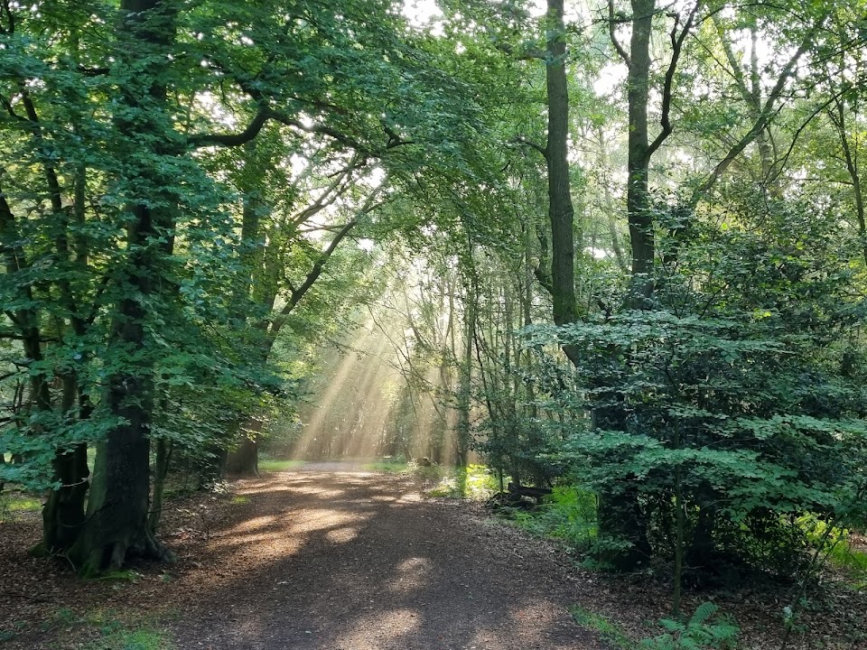 Epping Forest