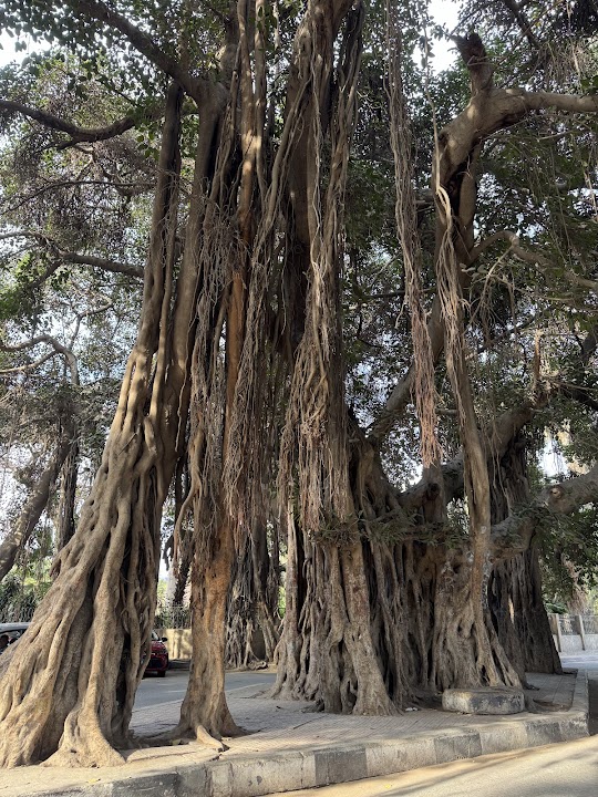 Zamalek Garden