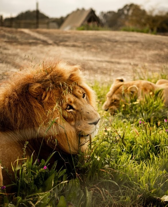 Vredenheim Big Cats Park