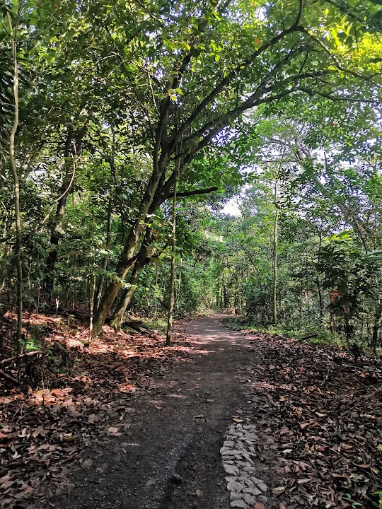 Central Catchment Park Connector