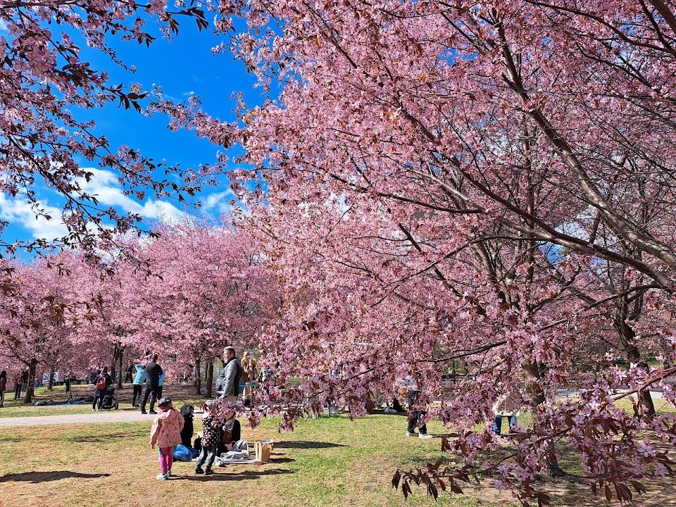 Roihuvuori Cherry Tree Park