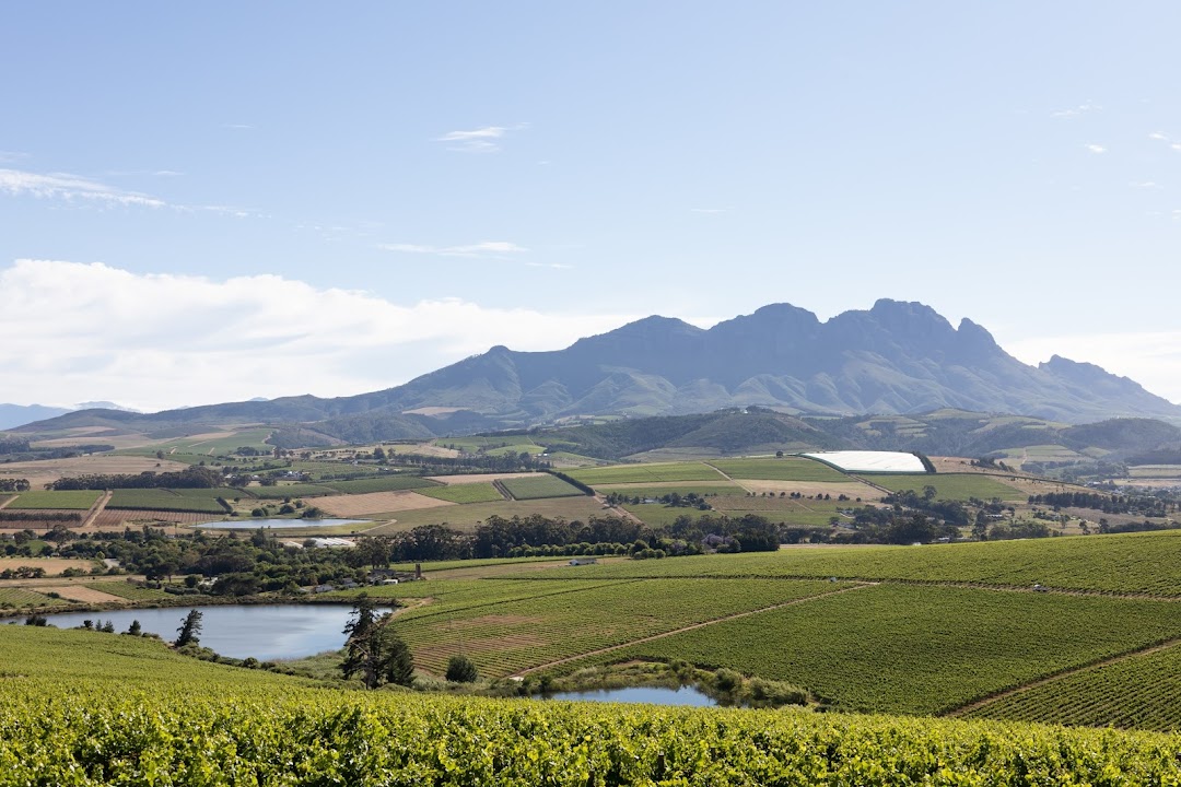 Simonsig Family Vineyards