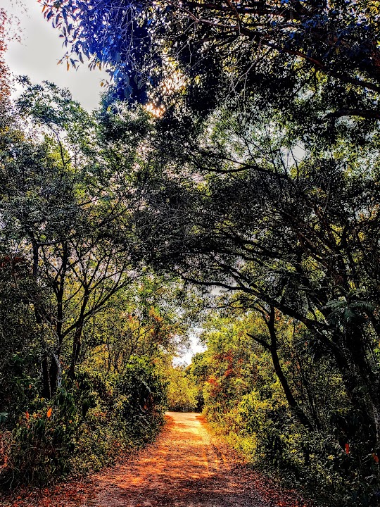 Bosque da Barra