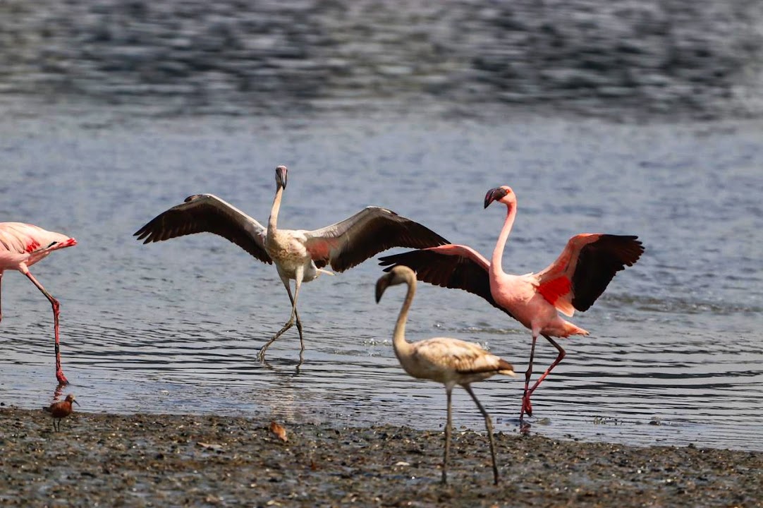 Thane Creek Flamingo Sanctuary