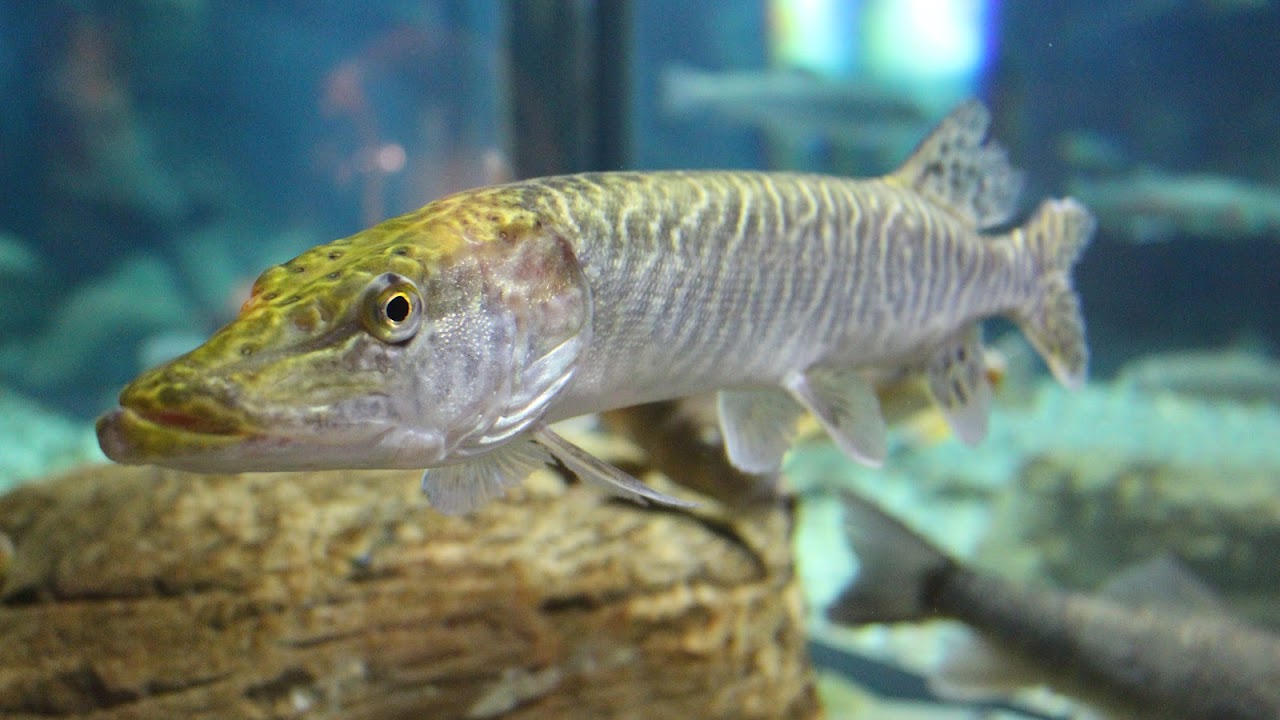 Bow Habitat Station & Sam Livingston Fish Hatchery