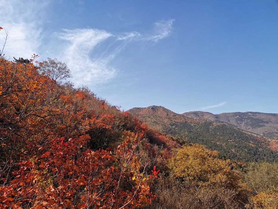 Fragrant Hills Park Red Autumnal Leaves Forest