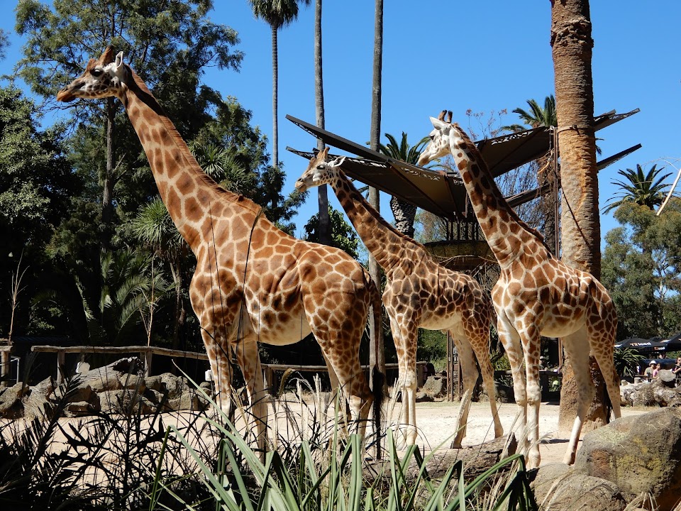 Melbourne Zoo