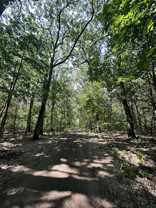Jungfernheide Forst