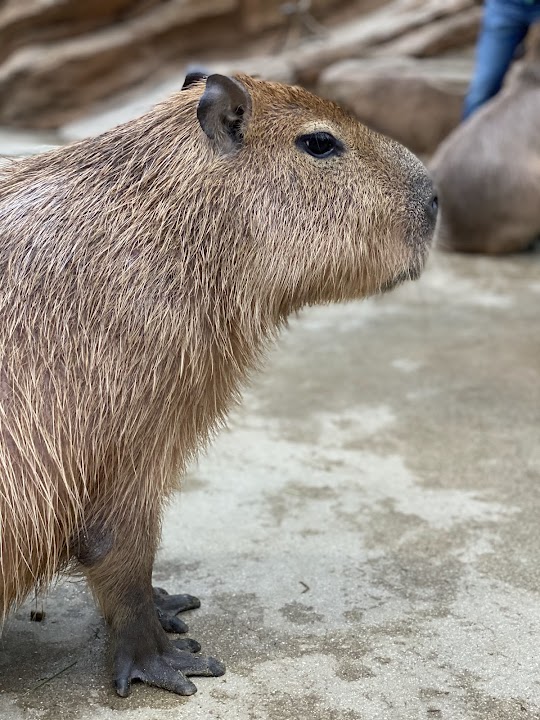 Kobe Animal Kingdom