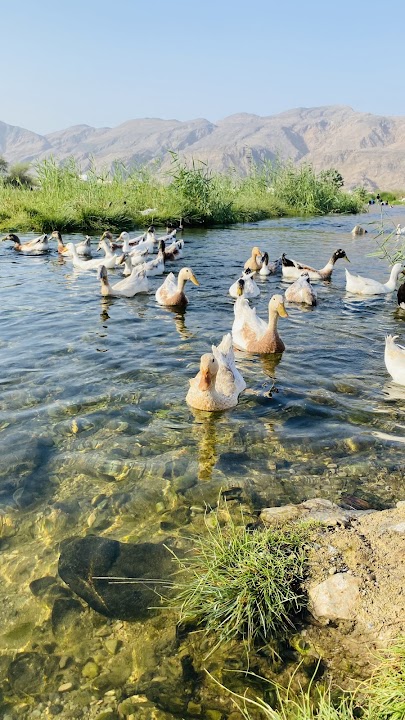 Wadi Al Bat park (Amarat Duck Wadi)