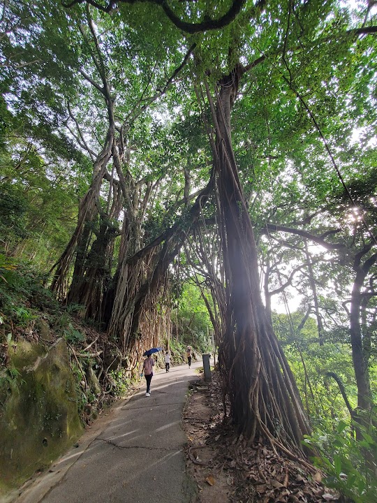 Peak Trail