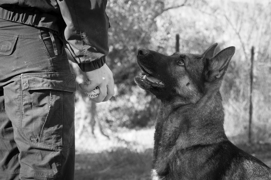Canine Andreikou Sophia