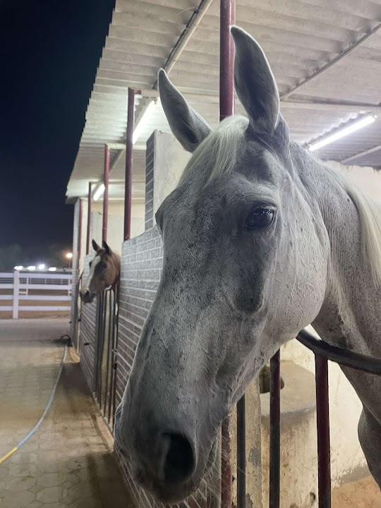 Al Shahama Equestrian Club