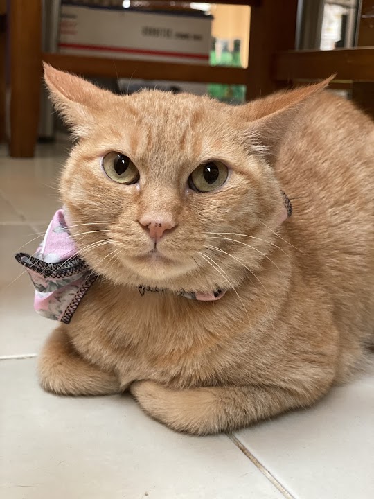 Barkers & Mittens Pet Boutique
