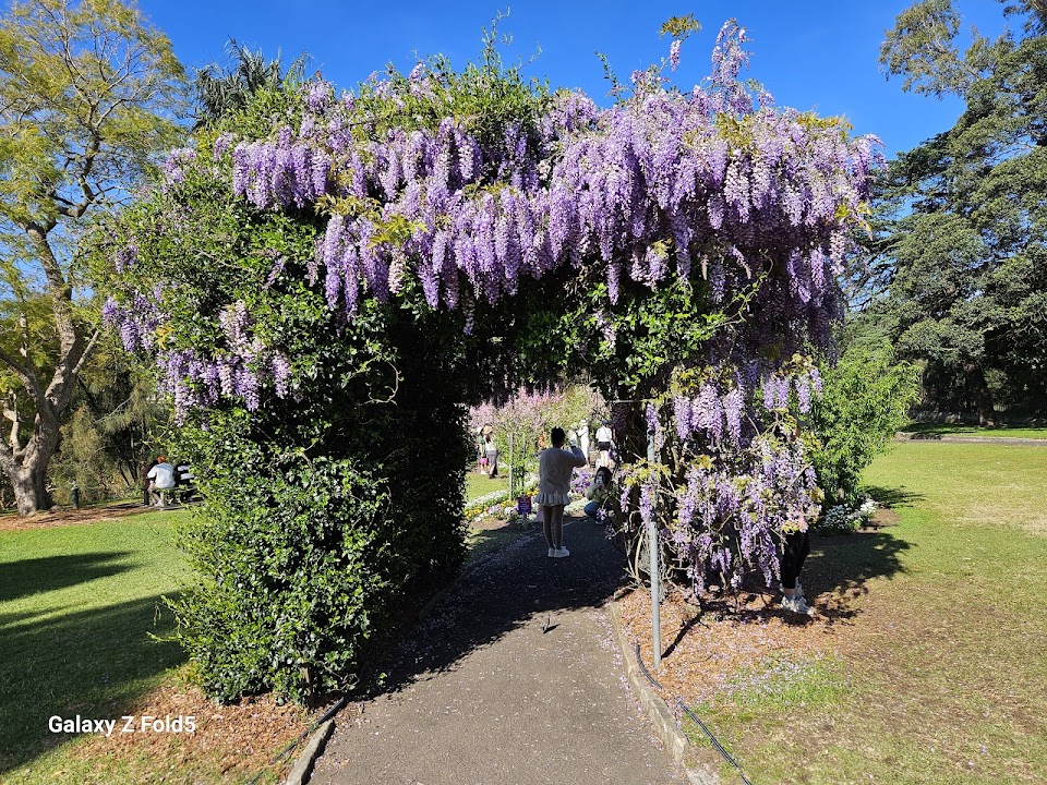 Wistaria Gardens