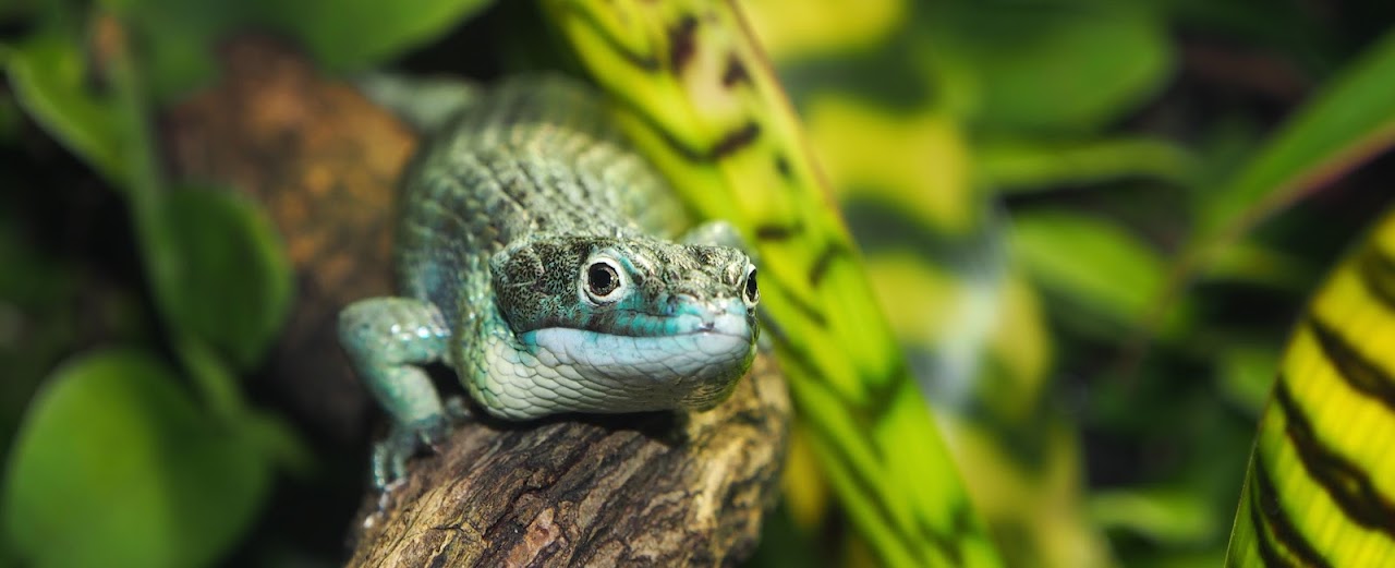 Oslo Reptile Park
