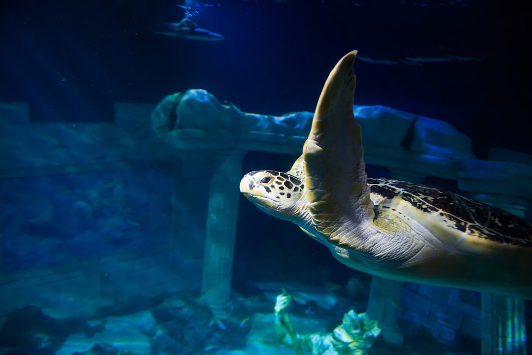 SEA LIFE Centre Porto