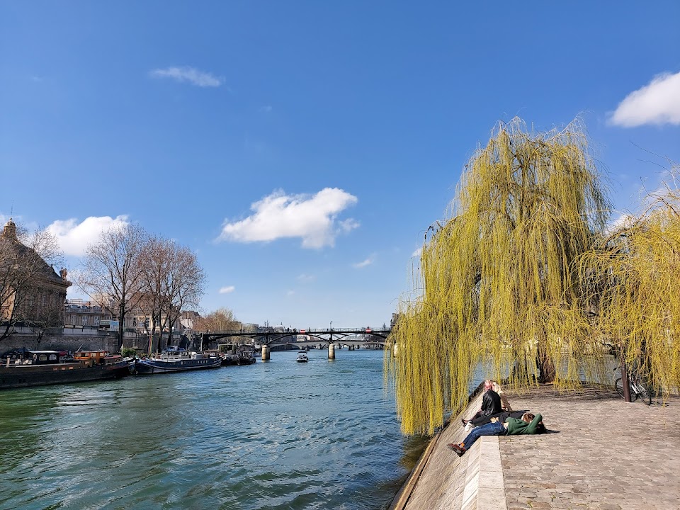 Saule Pleureur de la Pointe