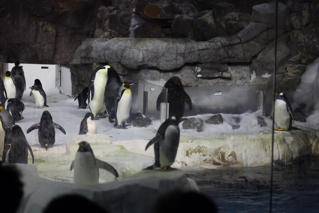 Penguin Encounter