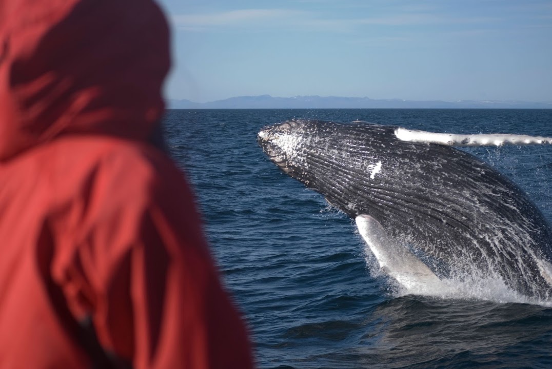 Elding Whale Watching