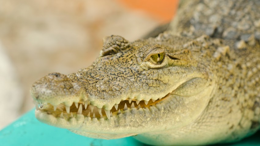 Croco Cun Zoo