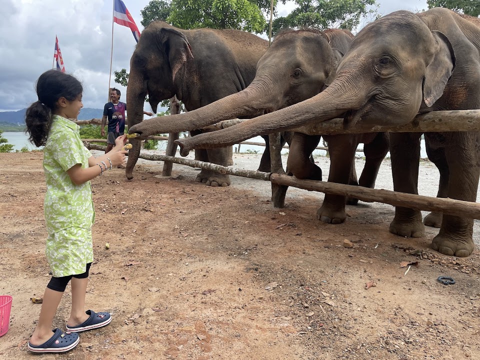 Lily Elephant Camp @Phuket