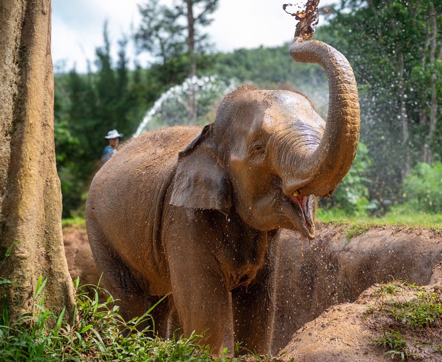 Phuket Elephant Nature Reserve