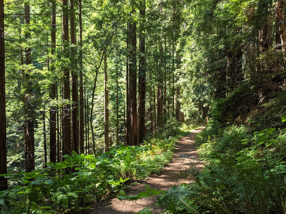 Purisima Creek Redwoods Open Space Preserve