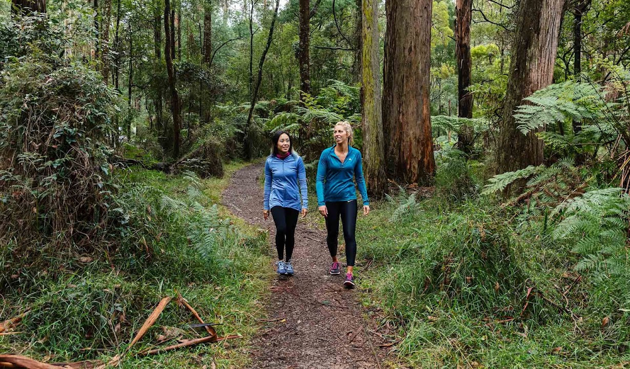 Dandenong Ranges National Park