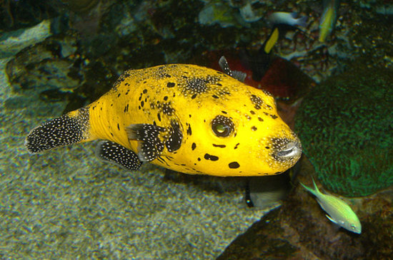 Tropicarium-Oceanarium Kft.