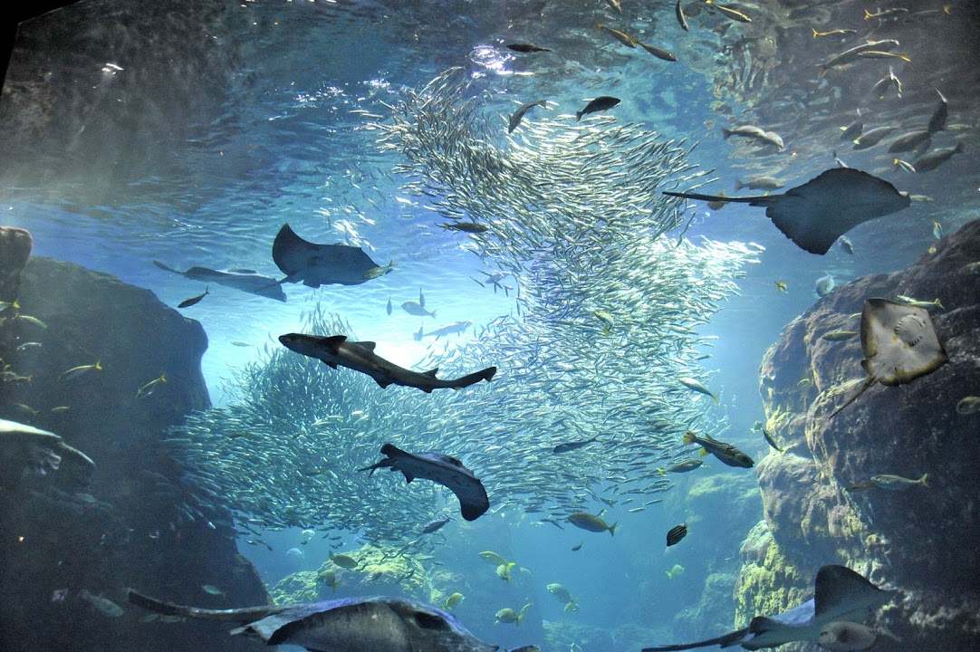Enoshima Aquarium