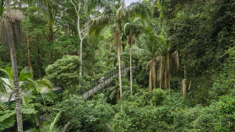 Tamborine Rainforest Skywalk