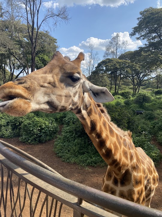 Giraffe Centre Nature Trail