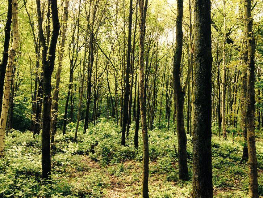 Drohme Park