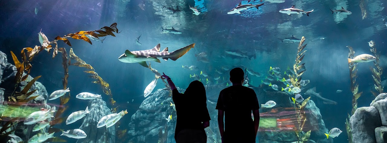 ACUARIO MICHIN CDMX — Mexico City experience