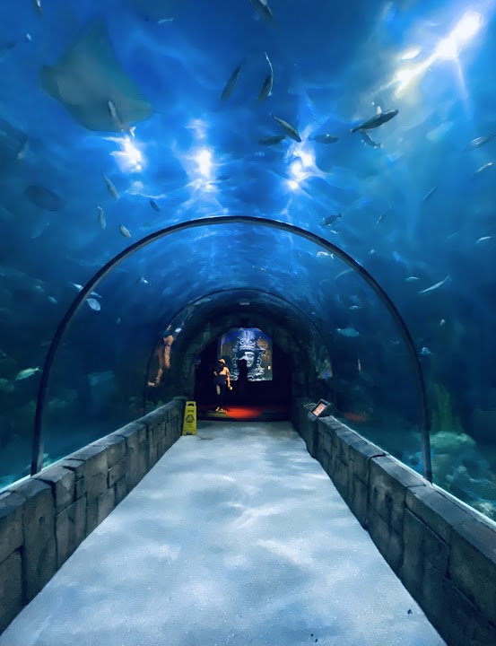 Audubon Aquarium